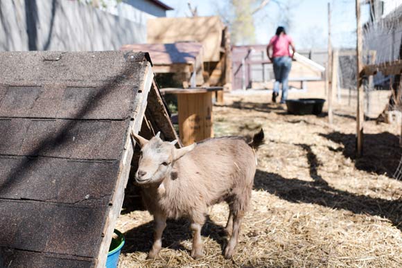 True to their reputation, goats will eat most anything.