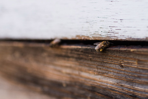 Marygael Meister keeps a hive in the backyard of her Highland home. 