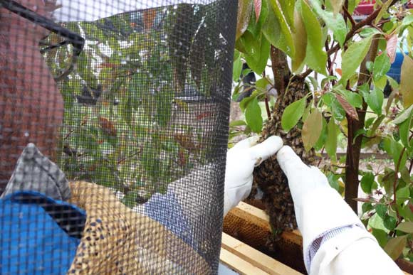 Hobbyist Dan Lucchesi relocates a swarm.