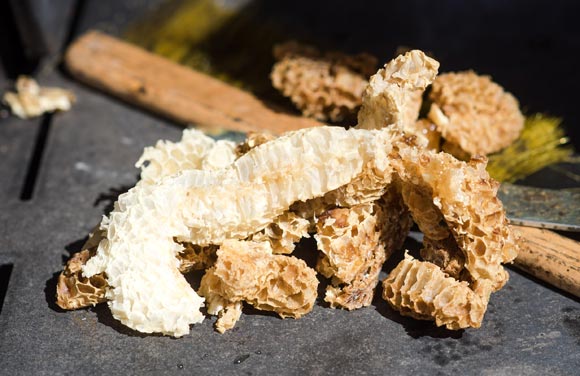 Honeycombs from Crocetta's hives. 