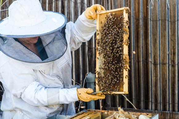 Beekeeper Shava Li Crocetta has about 25 hives she tends to in Denver.