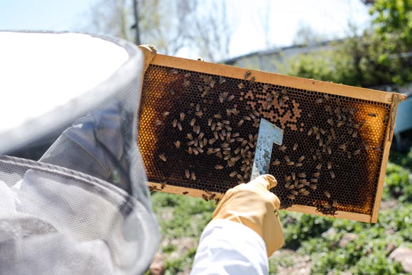 Crocetta points out the bee larvae.