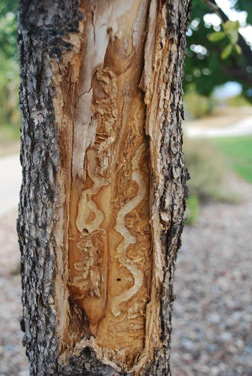 The  larvae bore under the bark, eating away at the layer under the bark that feeds the tree.