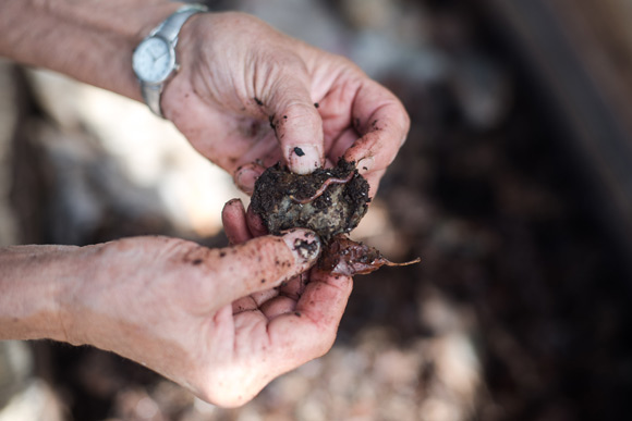 Maintaining worms consists of pulling the bedding apart and turning the material for aeration.