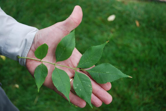 Adult borers feed on the leaves.