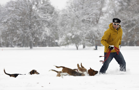 Jeff Hermanson is a basset hound fanatic