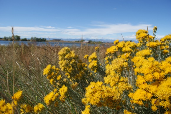 Bison make for a more diverse prairie.