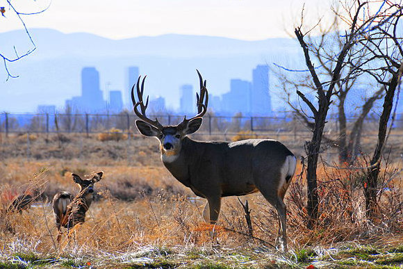 The refuge is about 10 miles from downtown Denver.