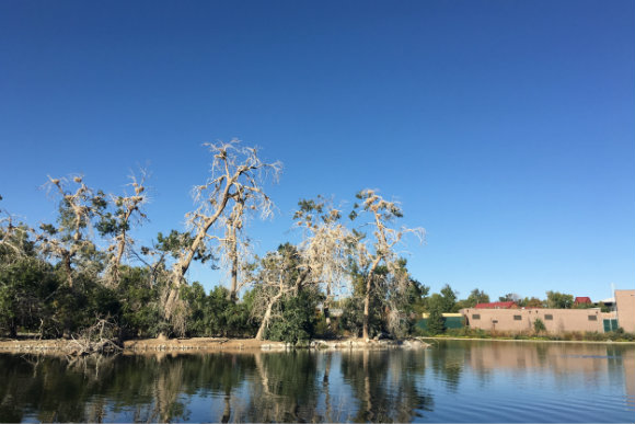 Duck Lake in City Park.