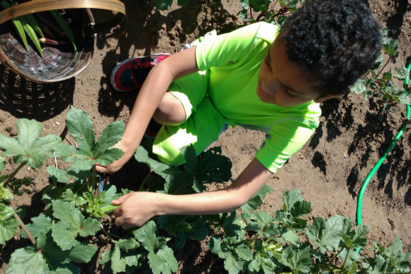A child picks okra at the Urban Farm at United Church of Montbello.