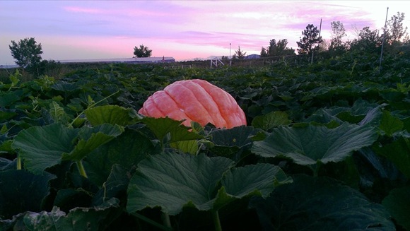 This 1,400-pound pumpkin was grown in Maxfield's Planting Mix.