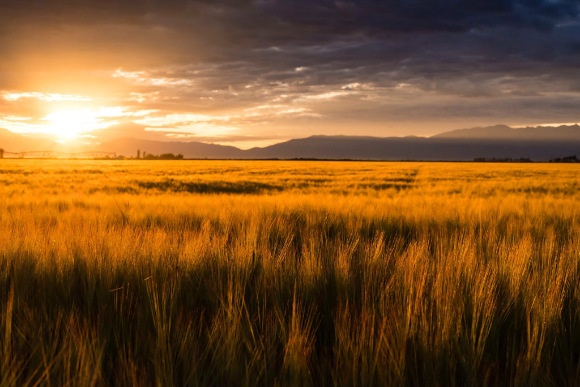 Colorado has more than 36,000 farms spread over 31 million acres.
